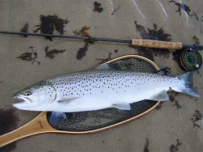 Wild Sea Trout Season has arrived….