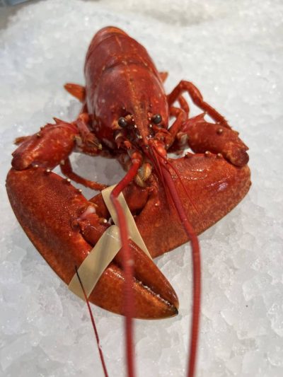 lobster-lobster-w