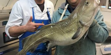 Fisherman and Fishmonger in East wittering holding a huge Local South Coast Cod